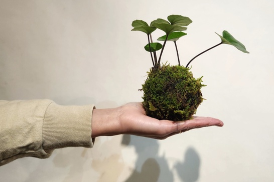 苔玉作りコース」の体験ギフト。niwa q 所要時間：90〜120分 2人向け