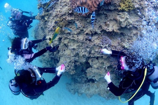 体験スノーケリング＆ダイビングコース」の体験ギフト。EGGダイビング