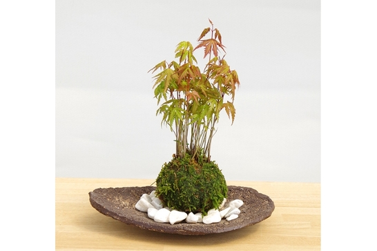 苔玉作り 四季折々コース」の体験ギフト。みどり屋 和草（にこぐさ