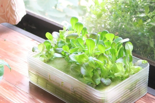 初めての水耕栽培キット」をギフトとして贈れます。 - Relax Gift