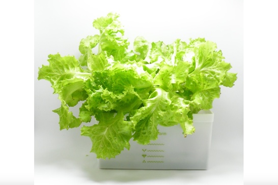 無農薬野菜の水耕栽培キット」をギフトとして贈れます。 - ものづくり