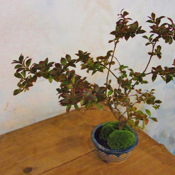 盆栽作りコース の体験ギフト Niwa Q 所要時間 90 1分 2人向け 大阪府 For2ギフト Red