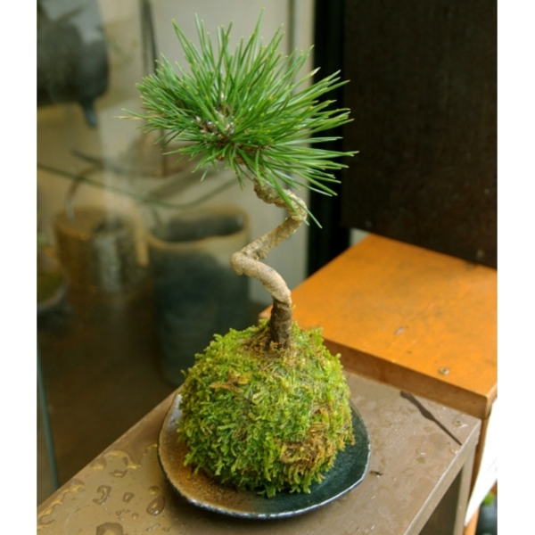 苔玉作りコース の体験ギフト みどり屋 和草 にこぐさ 所要時間 60 90分 1人向け 埼玉県 総合版カタログblue