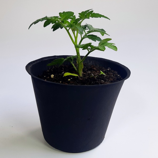 3種の野菜栽培キット をギフトとして贈れます Relax Gift Blue プレゼント ソウ エクスペリエンス体験ギフト